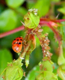 Hungry Lady Beetle eating Aphids on plant