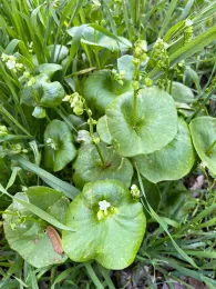 Miner's Lettuce which grows wild in the West Coast and Canada