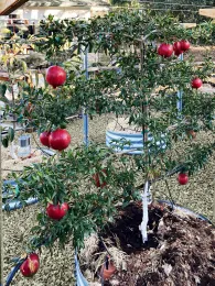 Training a fruit tree in a garden