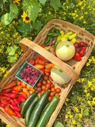 Basket of freshly picked garden produce