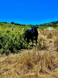 Cow on a hillside