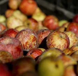 Where do Gravenstein Apples come from