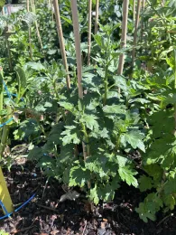 Photo of chrysanthemums staked for support.