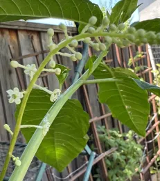 Photo of a pokeweed flower spike growing in a garden.
