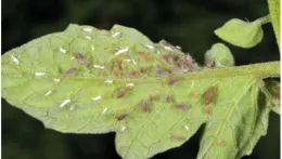 aphids