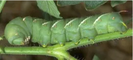 hornworm