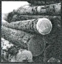 15-tanoak-logs