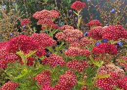 Achillea millefolium Paprika by Dan Lent 350by250