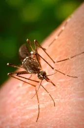 Aedes aegypti CDC9179 - A close up of a mosquito on a person's arm