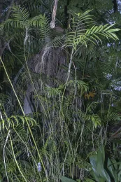 Chamaedorea delicata showing clustering and dainty habit. Hodel 4039. © 2025 DR Hodel