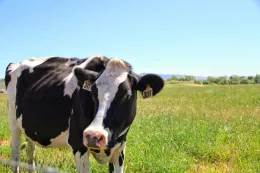 Dairy program button