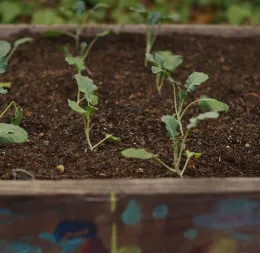 September tasks in the Sonoma County home garden