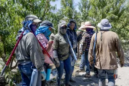 Trabajadores Agricolas