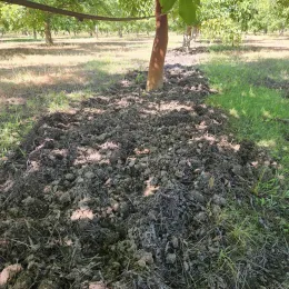 Fig. 5. Soil disturbance by wild pigs in a walnut orchard site where walnut leaf mulch was implemented for weed management.