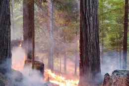 Fire science program button