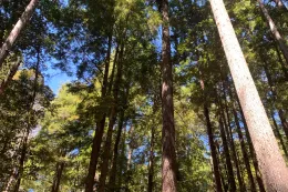 Forestry program button