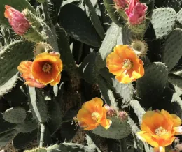 Tips on how to grow prickly pear cactus for home gardeners