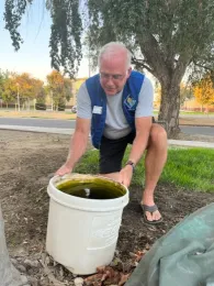 UC Master Gardener dumping over a white bucket full of water and mosquito larvae.