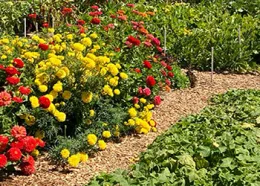 Our Garden by Greg Letts 350by250