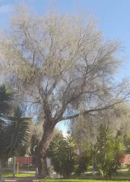 Schinus molle with canopy thinning and decline. Cochabamba, Bolivia. Copyright 2025 by J. G. Rivero-Moreno.