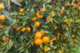 Specialty Crops program button