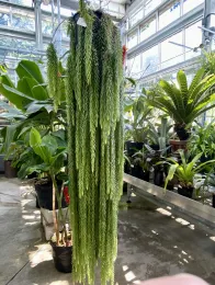 Photo inside one of the University of Washington Botanical Garden's Greenhouses.