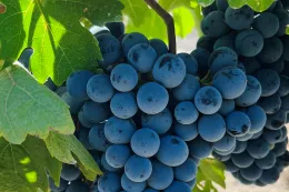 Viticulture program button