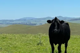 Livestock program button