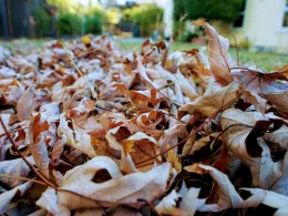 Pile of autumn leaves, point of view - ground level