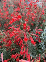 Red California Fuschsia