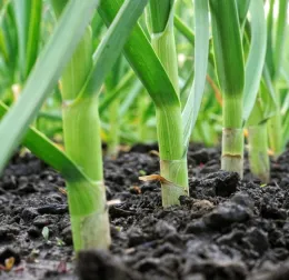 Home garden advice and tasks for Sonoma County in the fall