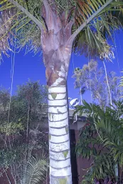 Chrysalidocarpus x leptocaryi, tri-bear palm, L. Geiger garden, Copyright 2025 D. R. Hodel.