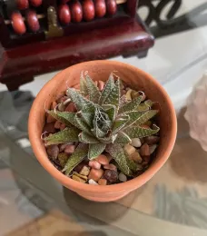 haworthia plant in a clay pot