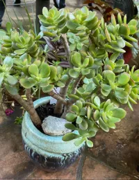 jade plant in a blue pot