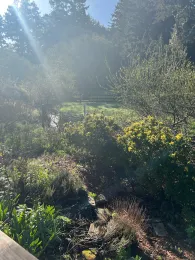 sunlight shining on a garden