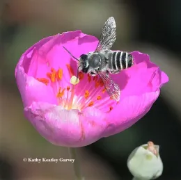 Grayish black bee hovering over a pink flower.