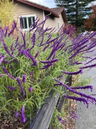 Mexican Sage in planter