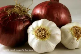 Garlic and onion bulbs on a counter.