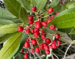 Bright red berries on a toyon tree.