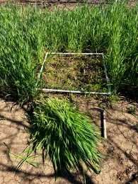 vegetation sampling with quadrat 