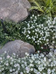 Sweet alyssum next to rocks