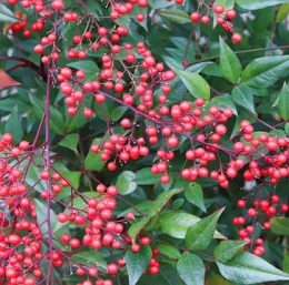 Nandina with red berries.