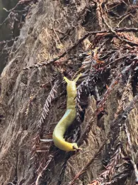 Banana slug