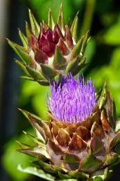 artichoke blossoms