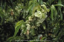 Peach leaves distorted and puckered by peach leaf curl. UC IPM Program