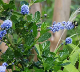 Care tips for California native plants in the fall garden