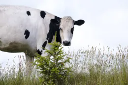 Dairy cow in field