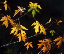 Fall garden cleanup tasks for Sonoma County