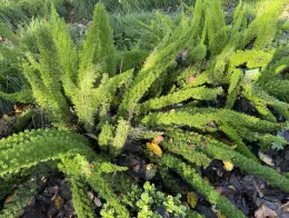 Foxtail fern is not a fern; note the berries.