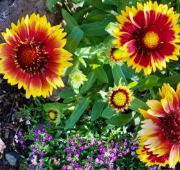 Gopher Resistant Plants